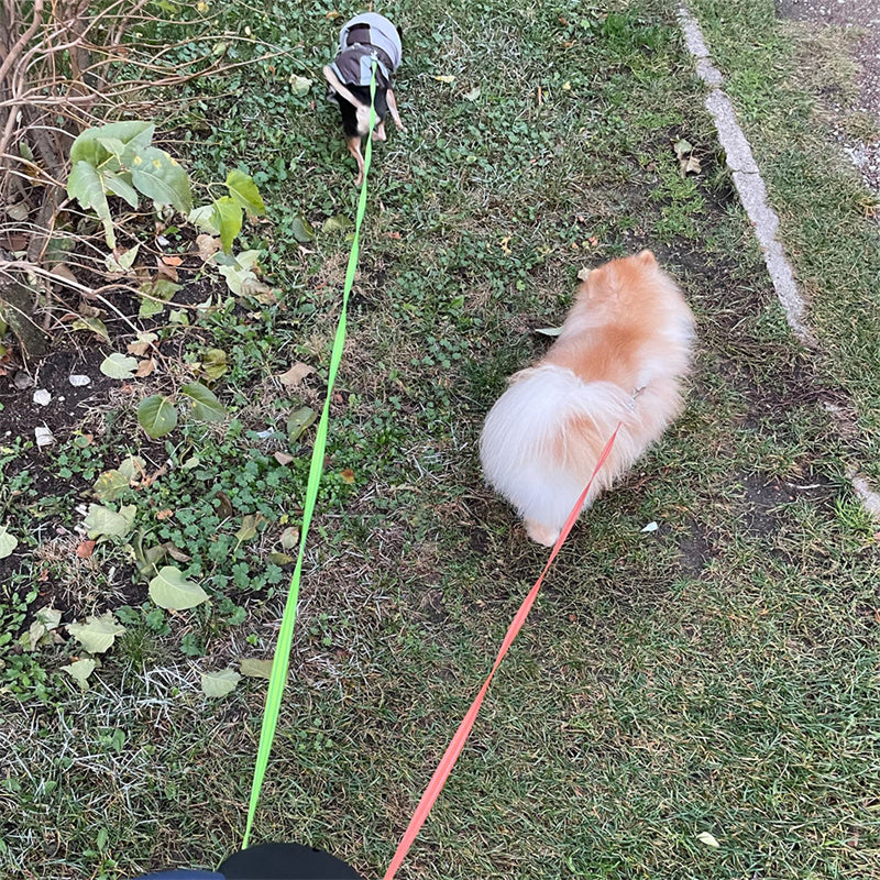Retractable leash for dogs